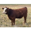 Image 4 : Pittman Brothers Production - 680# October Delivery Heifer Calves - 30 Head (Warner, AB)