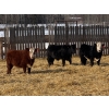 Image 2 : Midpoint Farms - 1025# October Delivery Grass Steers - 120 Head (Drayton Valley, AB)