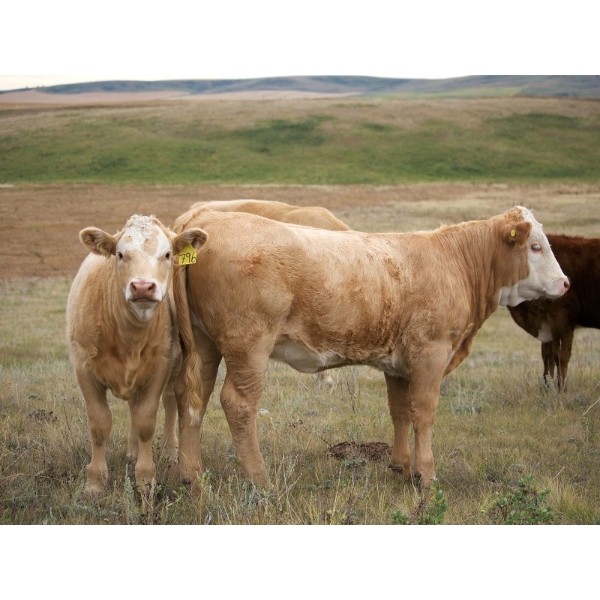 Gordon Sandum Farms - 655# October Delivery Heifer Calves - 95 Head (Hussar, AB)
