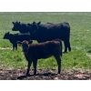 Image 4 : Sherness Farms  - 510# October Delivery Heifer Calves - 20 Head (Sheerness, AB)