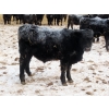 Image 8 : Martin DeVos - 735# March Delivery Steers - 164 Head (Fork River, MB)
