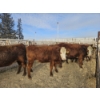 Image 2 : Gemstone Cattle Company - 10 Red Goggle-Eyed Heifers (Pen 331 - 333) 932# avg