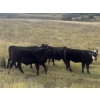 Image 5 : Logan & Shawni Jo James - 665# Oct/Nov Delivery Steer Calves - 80 Head (Drumheller, AB)