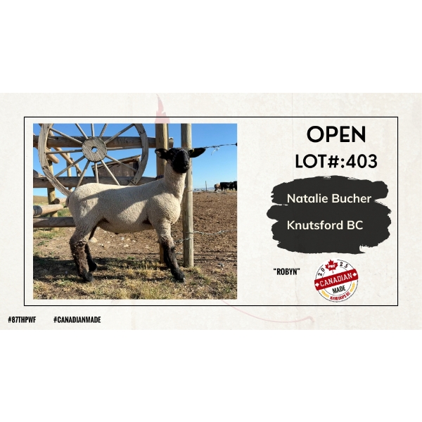 Open Sheep - Natalie Bucher - Knutsford BC