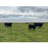 Image 6 : Kevlon Land & Cattle - 630# October Delivery Heifer Calves - 32 Head (Taber, AB)
