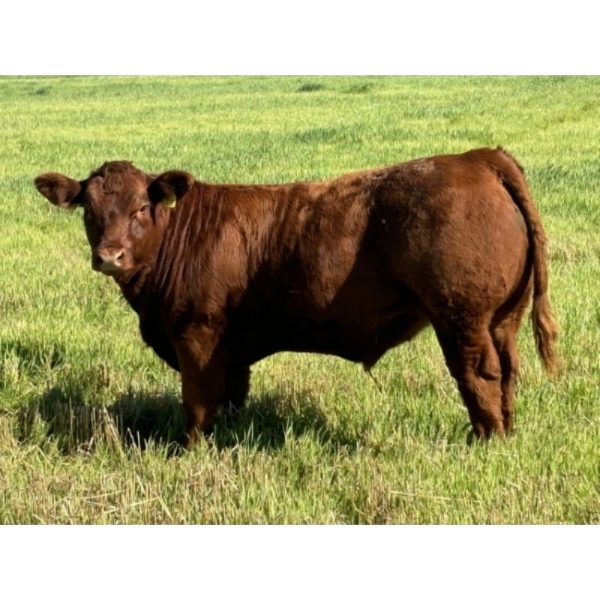 Praeker Farms - 690# October Delivery Steer Calves - 90 Head (Strathmore, AB)