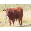 Image 6 : Thackeray Land & Cattle Inc. - 580# November Delivery Steer Calves - 80 Head (Goodwater, SK)