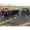 Image 2 : Watkins Rock Solid Ranch - 600# October Delivery Steer Calves - 160 Head (Craik, SK)