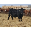 Image 6 : C.O. Johnson & Sons Ranches - 895# February Delivery Steers - 173 Head (Scandia, AB) VBP+