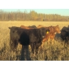 Image 4 : Pembina Ranching - 1050# November Delivery Grass Heifers - 118 Head (Drayton Valley, AB)