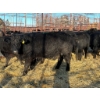 Image 2 : Crooked Creek Ranch - 10 Second Calvers (Pen 519A)