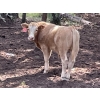 Image 7 : Cody & Brittany Black/Kirby & Cori Black - 525# October Steer Calves - 100 Head (Water Valley, AB)