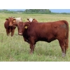 Image 3 : Taylor Enterprises Inc. - 925# September Grass Heifers - 66 Head (Wawota, SK)