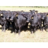 Image 2 : Taylor Enterprises Inc. - 875# October Delivery Grass Heifers - 100 Head (Wawota, SK)