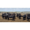 Image 1 : Cattlewood Farms Ltd. - 740# June Delivery Heifers - 145 Head (Fincastle, AB)