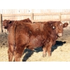 Image 5 : J&R Peterson - 1000# January Delivery Steers - 100 Head (Barnwell, AB)