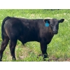 Image 3 : 9X Enterprises - 560# October Delivery Steer Calves - 75 Head (Patricia, AB)
