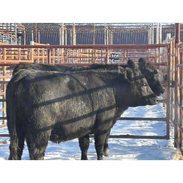 Calberta Farms - 2 Heifers (Pen 407)