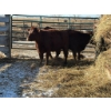 Image 2 : Fox Cattle Co. - 2 Bred Heifers (Pen 512)
