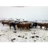 Image 20 : Merrick Campbell Herd Dispersal - 44 4 & 5 Year-Old Bred Cows (Calahoo, AB) VBP+