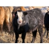 Image 13 : Copperfield Farming - 710# February Delivery Steers - 90 Head (Vauxhall, AB)