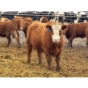 Image 6 : Brandt Boys Inc. - 1000# June Delivery Steers - 62 Head (Tolstoi, MB)