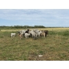 Image 6 : Malarky Farms - 12 Char/Char X Cow/Calf Pairs (Newdale, MB)