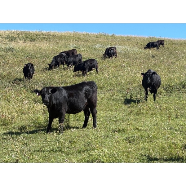 DK Livestock - 960# September Delivery Grass Heifers - 80 Head (Longview, AB)