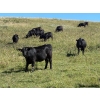 Image 1 : DK Livestock - 960# September Delivery Grass Heifers - 80 Head (Longview, AB)