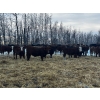 Image 2 : Chris Bartel - 940# February Weaned Steers - 65 Head (Fort Vermilion, AB)