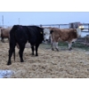 Image 5 : Horizon View Ranch (Elmer & Sylvia March) - 1 RBF Cow (Pen 402)