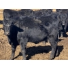 Image 14 : Jarokosky Farms - 800# March/April Delivery Heifers - 40 Head (Lethbridge, AB)