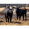 Image 6 : Rob Mossey - 920# May Delivery Steers - 60 Head (Vauxhall, AB)