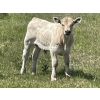 Image 6 : Cody & Brittany Black/Kirby & Cori Black - 525# October Steer Calves - 100 Head (Water Valley, AB)