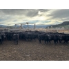 Image 2 : Nicola Ranch - 600# November Delivery Steer Calves - 310 Head (Merritt, BC) VBP+