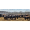 Image 8 : Block's Ranching Ltd. - 750# May Delivery Steers - 42 Head (Bow Island, AB)