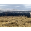 Image 2 : SaskAlta Farms - 800# March Delivery Steers - 140 Head (Alsask, SK)