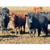 Image 2 : East Hilltop Holdings - 700# April Delivery Steers - 85 Head (Carstairs, AB)