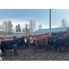 Image 3 : Fridlington Family Farms - 675# March Delivery Heifers - 243 Head (Kersley, BC)