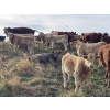 Image 2 : Einar & Judy & Logan & Emily Nelson - 595# October Delivery Heifer Calves - 100 Head (Maycroft, AB)