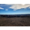 Image 6 : Block's Ranching Ltd. - 800# November Grass Heifers - 77 Head (Abbey, SK)