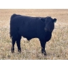 Image 7 : Pittman Brothers Production - 720# October Delivery Steer Calves - 30 Head (Warner, AB)