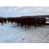 Image 3 : Lake Forest Farms Herd Dispersal - 15 Young Red Simm/Angus X Bred Cows (Arnes, MB)