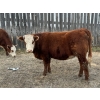 Image 5 : Lake Thelma Farms  - 9 RBF/RWF Replacement Heifers (Coronation, AB)