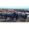 Image 4 : Cattlewood Farms Ltd. - 670# July Delivery Heifers - 90 Head (Fincastle, AB)