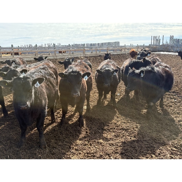 Pedersen Farms - 880# March Delivery Steers - 71 Head (Scandia, AB)