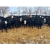 Image 1 : Jay Be Acres Ltd. - 800# February Delivery Steers - 75 Head (Deloraine, MB)