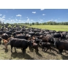 Image 3 : Franklin Cattle Co. - 575# December Delivery Weaned Heifers - 200 Head (Grenfell, SK)