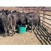 Image 7 : Turtleview Livestock - 870# September Delivery Grass Heifers - 68 Head (Goodlands, MB) VBP+