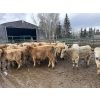 Image 4 : Midpoint Farms - 685# March Delivery Steers - 42 Head (Drayton Valley, AB)